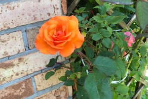 Platán Idősek Otthona és Betegápolási Intézet Kincsesbánya